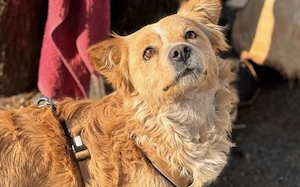 Darf Blume bei dir aufblühen?