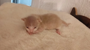 reinrassige Brush Sphynx Kitten 