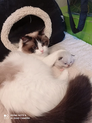 Ragdoll mit Stammbaum  Bild 2