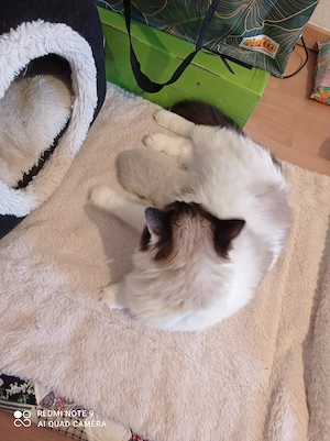 Ragdoll mit Stammbaum  Bild 5