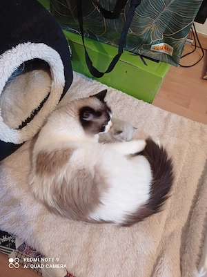 Ragdoll mit Stammbaum  Bild 4