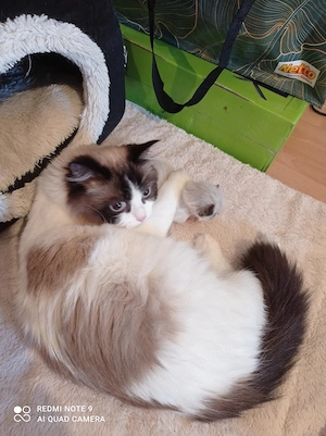 Ragdoll mit Stammbaum  Bild 3