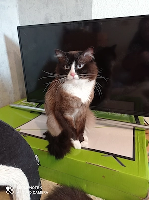 Deckkater männlich  Bild 3