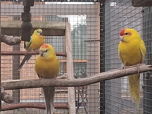 ziegensittichen und singsittiche