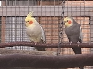 nymphensittich pärchen