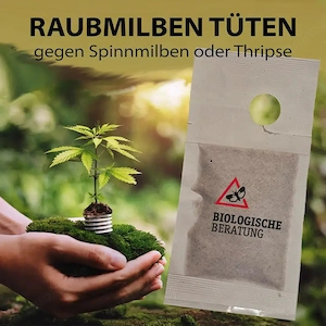 Raubmilben in Tüten