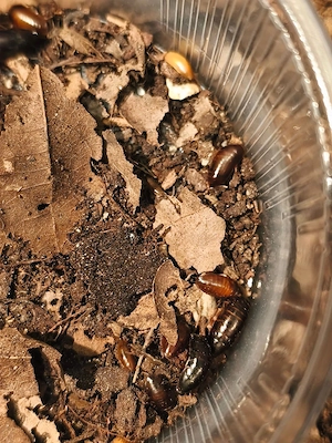 Paraplecta minutissima, Kleine Kenia Schabe