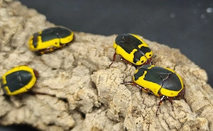 Pachnoda sinuata flaviventris, Südafrikanischer Fruchtkäfer