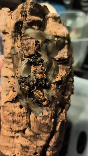 Veronicella sloanei, Pfannkuchen-Schnecke