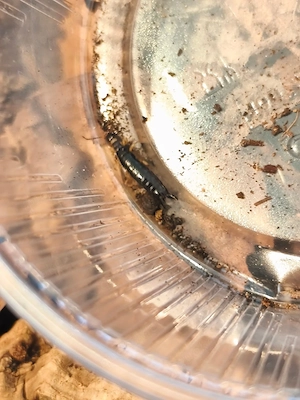 Euborellia annulipes, Südlicher Ohrwurm