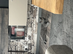 Reinrassige BKH Katze grau