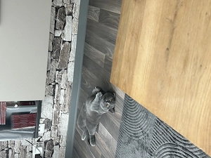 Reinrassige BKH Katze grau Bild 2