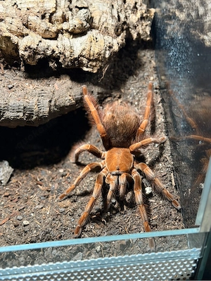 pamphobeteus sp mascara 0.1 Vogelspinne