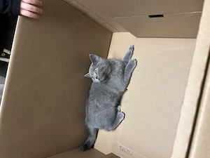 Reinrassige BKH Katze grau Bild 3