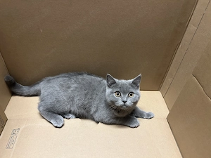 Reinrassige BKH Katze grau Bild 5