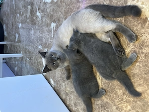 Reinrassige BKH Katze grau Bild 7