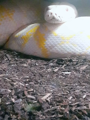 Netzpython (1,0 3m+)