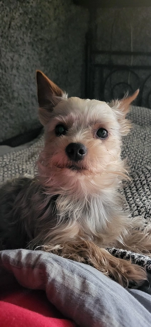 Yorkshire Terrier Deckrüde