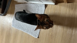 Bengalkatzen sheeted marble Schwestern