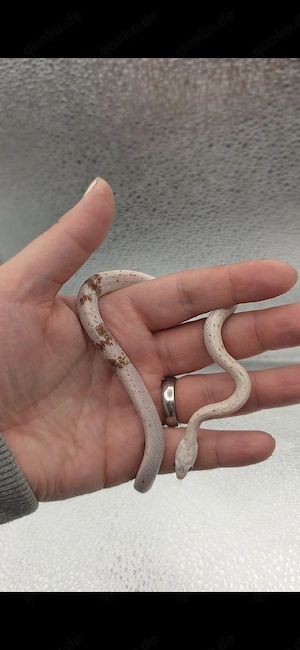 0.1 Highcolor Palmetto