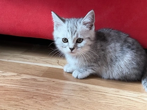Süße BKH Mix Kitten suchen ein Zuhause