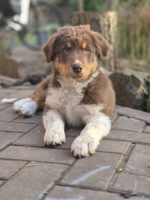 Australian Shepherd Welpen