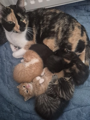 Bezauberne Glückskatze Maine Coon Waldkater Mix Kitten 