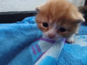 Bkh Kätzchen geb.16.3. 