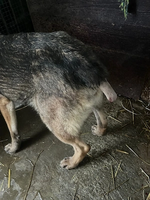 *RENA* - die Schäferhundin sucht dringend eine Familie. Das Tierheimleben setzt sie in Stress Bild 7
