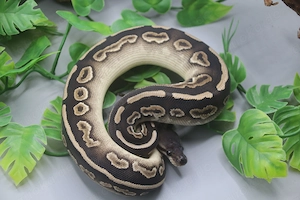 verkauft Jannick -0.1 Mystic Cinnamon Königspython DNZ 2025