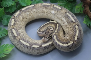 0.1 Supergravel Königspython DNZ 2024