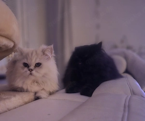 Perser Chinchilla Reinrassig Deckkater  Bild 7