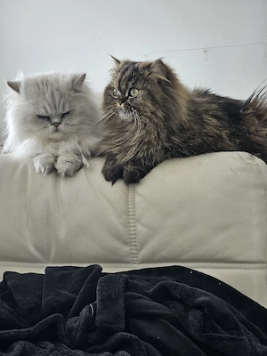 Perser Chinchilla Reinrassig Deckkater  Bild 8