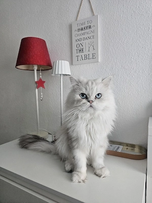 Perser Kater Junge Reinrassig 