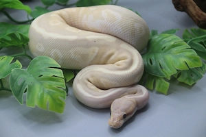 1.0 Banana Mystic Fire Königspython Männchen aus deutscher Nachzucht 2025