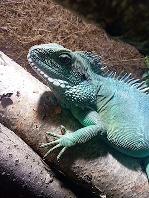 Wasseragame Männchen 