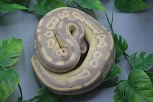 Banana Cinnamon Mystic Königspython 2025