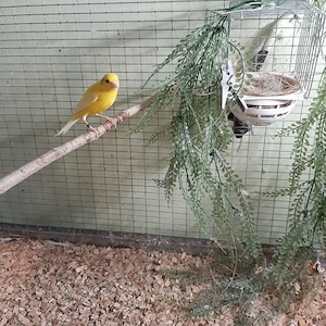 Biete zwei Pärchen Raza Espanola kanarien mit 2 Jungvögel an