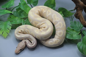 Königspython Banana Mystic 2025