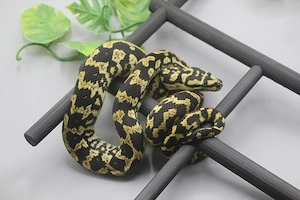 1.0 Teppichpython (Morelia Spilota) Cheynei Nr. 2 DNZ 2023