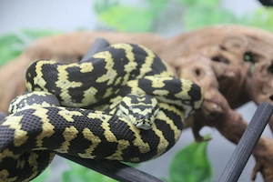 1.0 Teppichpython (Morelia spilota cheynei) Nachzucht aus 2023 Nr. 3