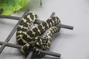 1.1 Teppichpython (Morelia spilota cheynei) Nachzucht aus 2025