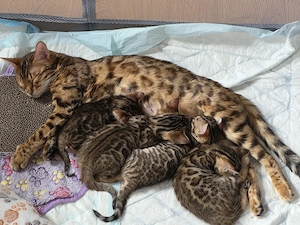 Wunderschöne Bengal-Kitten 