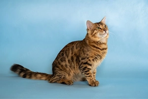 Cashmere Bengal Kitten mit Stammbaum 