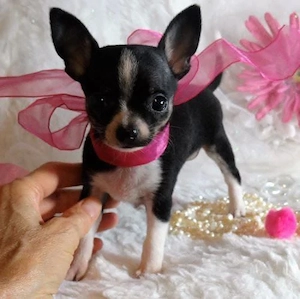 Chihuahua-Welpen verfügbar 