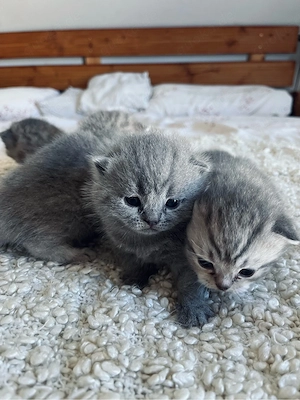 Zuckersüße BKH Kitten 