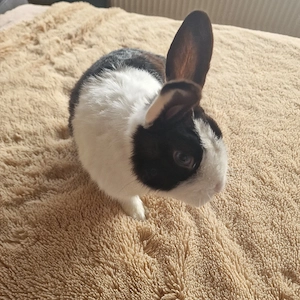 Dringend Holländer Kaninchen Suchen ein Zuhause 