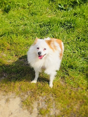 Max ein toller Spitz 