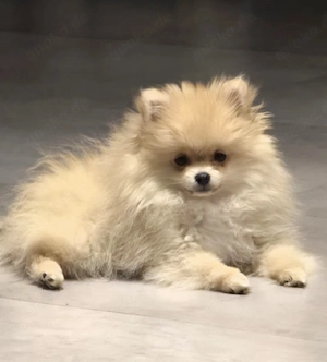 Zwergspitz (Pomeranian) Mädchen ABGABEBEREIT sehr klein und süß