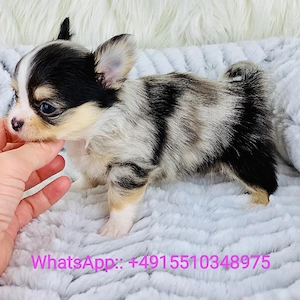 Chihuahua welpen 